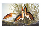 Buy Audubon: Bittern at AllPosters.com