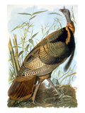 Wild Turkey