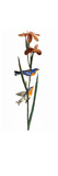 Audubon: Warbler, 1827