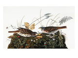 Audubon: Sparrow