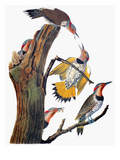 Audubon: Flicker