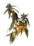 Buy Audubon: Warbler, 1827-38 at AllPosters.com