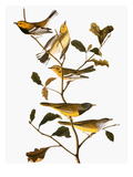 Audubon: Warbler