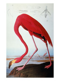 Buy Audubon: Flamingo, 1827 at AllPosters.com