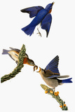 Audubon: Bluebird