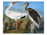 Buy Audubon: Ibis at AllPosters.com