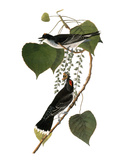Buy Audubon: Kingbird, 1827-38 at AllPosters.com