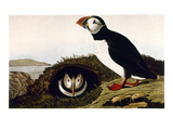 Buy Audubon: Puffin, 1827-38 at AllPosters.com