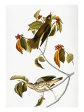 Audubon: Thrush