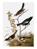 Buy Audubon: Bunting at AllPosters.com