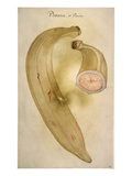 Buy Horn Plantain, 1585 at AllPosters.com