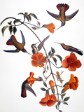 Buy Audubon: Hummingbird at AllPosters.com
