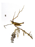 Buy Audubon: Vireo, 1827-38 at AllPosters.com