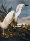 Buy Audubon: Egret at AllPosters.com