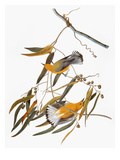 Audubon: Warbler