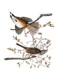 Audubon: Sparrow, 1827-38