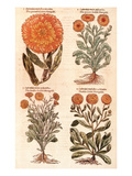 Marigolds.