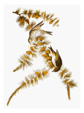 Buy Audubon: Siskin at AllPosters.com