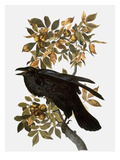 Buy Audubon: Raven at AllPosters.com