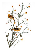 Buy Audubon: Warbler, 1827-38 at AllPosters.com