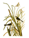 Buy Audubon: Sparrow, 1827 at AllPosters.com