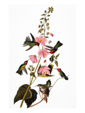 Audubon: Hummingbird