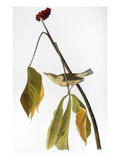 Buy Audubon: Thrush, 1827 at AllPosters.com