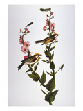 Audubon: Warbler