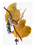 Buy Audubon: Sparrow at AllPosters.com