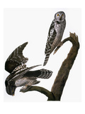 Buy Audubon: Owl at AllPosters.com