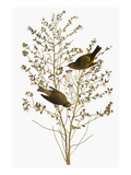 Audubon: Warbler