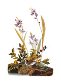 Buy Audubon: Sparrow, 1827-38 at AllPosters.com