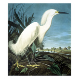 Snowy Heron