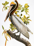 Audubon: Pelican