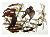 Buy Audubon: Crow at AllPosters.com