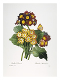 Redoute: Auricula, 1833