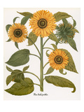Buy Sunflower at AllPosters.com