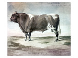 Durham Bull, 1856
