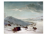 Buffalo Chase In Winter