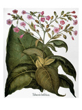 Botany: Tobacco Plant