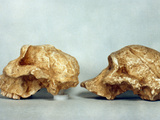 Prehistoric Skulls