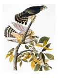 Buy Audubon: Hawk at AllPosters.com