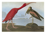 Buy Audubon: Scarlet Ibis at AllPosters.com