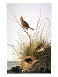 Buy Audubon: Finch at AllPosters.com