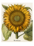 Buy Sunflower at AllPosters.com