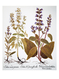 Buy Sage, 1613 at AllPosters.com