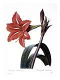 Buy Amaryllis at AllPosters.com