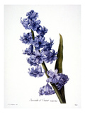 Buy Hyacinth at AllPosters.com
