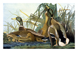 Buy Mallard Duck at AllPosters.com