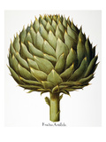 Buy Artichoke, 1613 at AllPosters.com